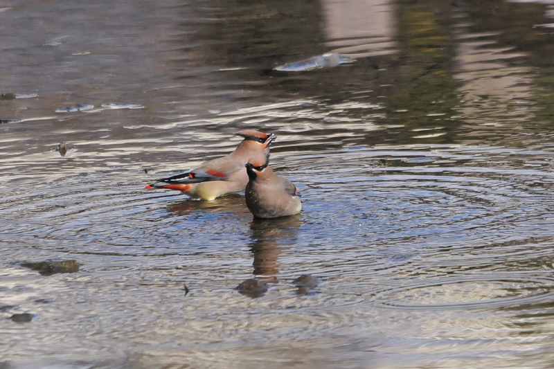 ヒレンジャク （８態-6）　中書島　伏見区　京都市　2015/02/04　Photo by Takase