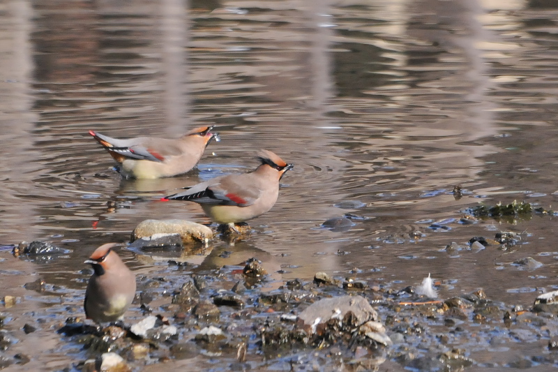 ヒレンジャク （８態-7）　中書島　伏見区　京都市　2015/02/04　Photo by Takase