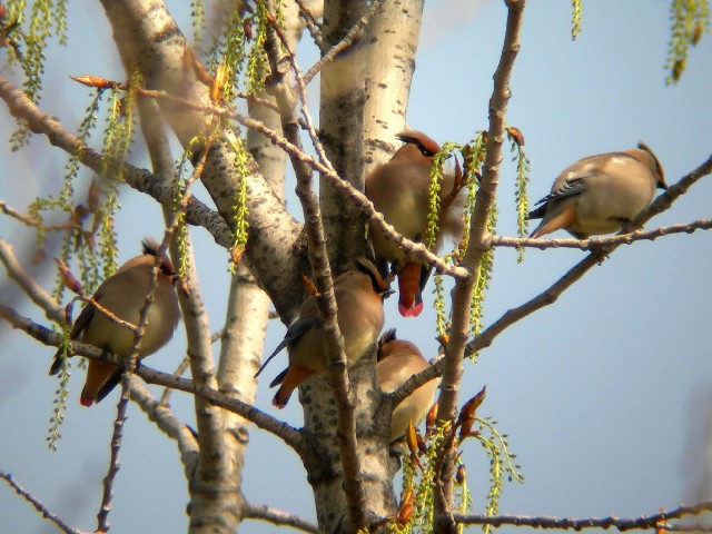 @@qWŇQ@s{@R@ 2006/04/06@ Photo by Takayam