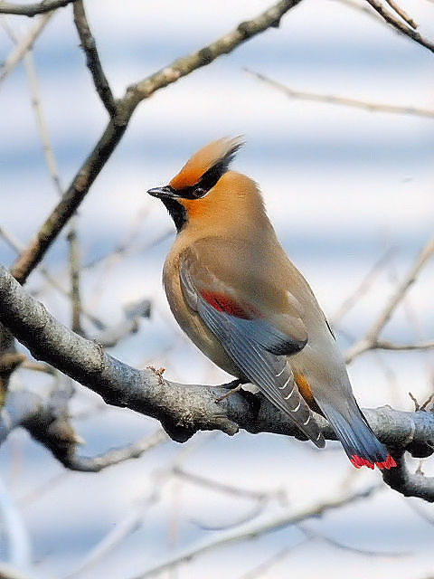 C qWN@@@s@2011/03/15 Photo by Kohyuh