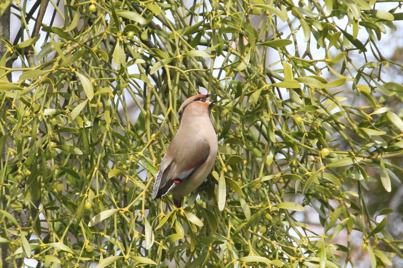 ヒレンジャク （７態-1）　中書島　伏見区　京都市　2015/02/07　Photo by Manda