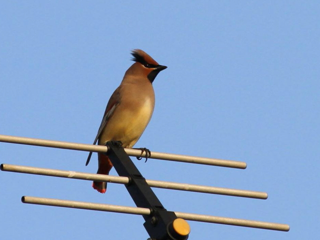 ① ヒレンジャク　成鳥　木津川　八幡市　2013/02/03　Photo by Manda