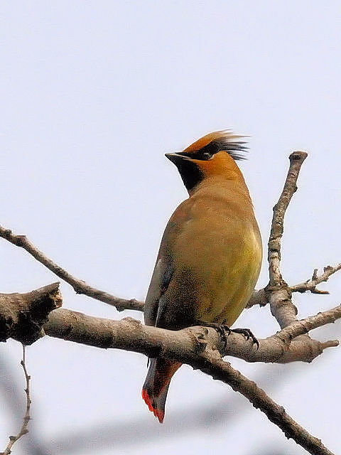 D qWN@@@s@2011/03/15 Photo by Kohyuh