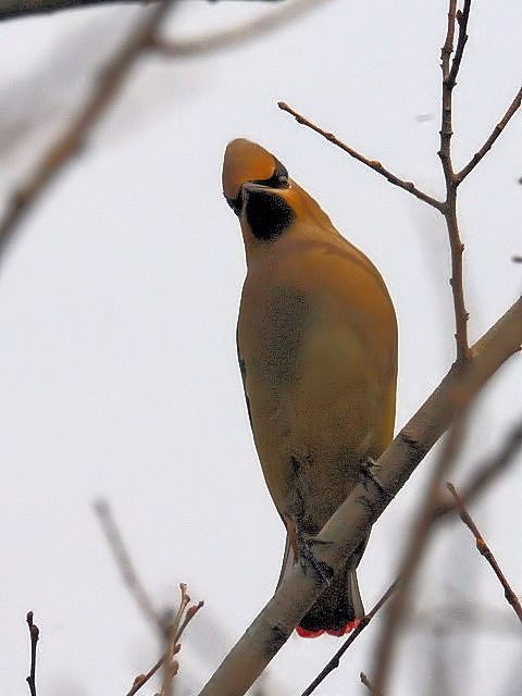 E qWN@@@s@2011/03/15 Photo by Kohyuh