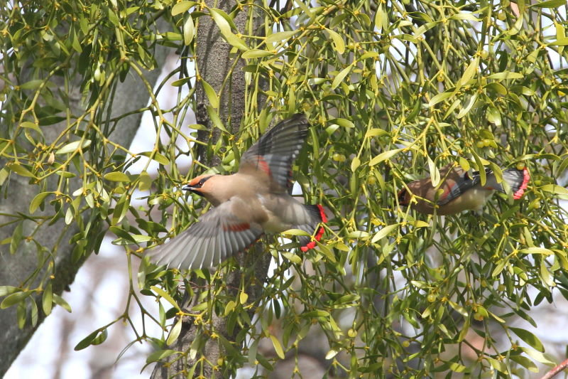 ヒレンジャク （７態-4）　中書島　伏見区　京都市　2015/02/07　Photo by Manda