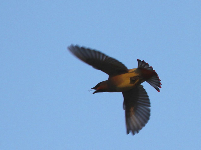 ④ ヒレンジャク　成鳥　木津川　八幡市　2013/02/03　Photo by Manda