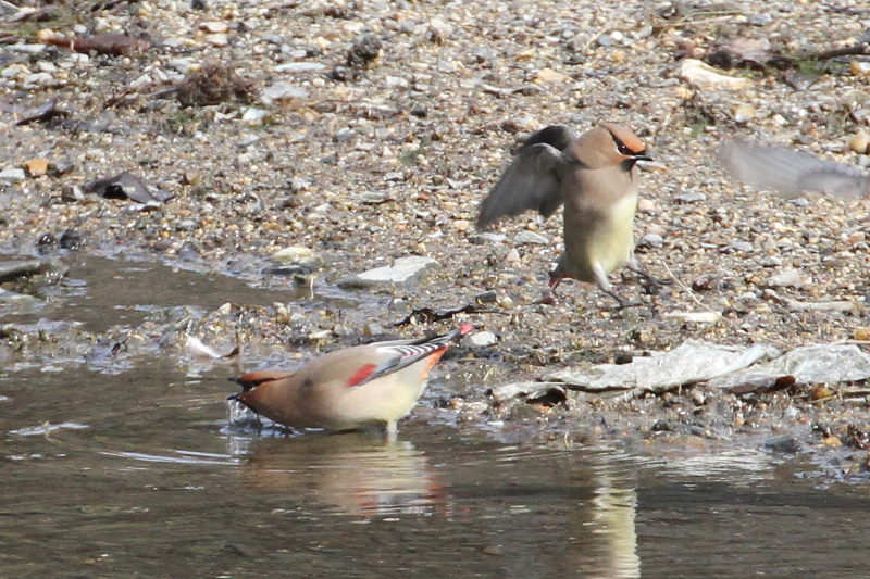 ヒレンジャク （７態-5）　中書島　伏見区　京都市　2015/02/07　Photo by Manda