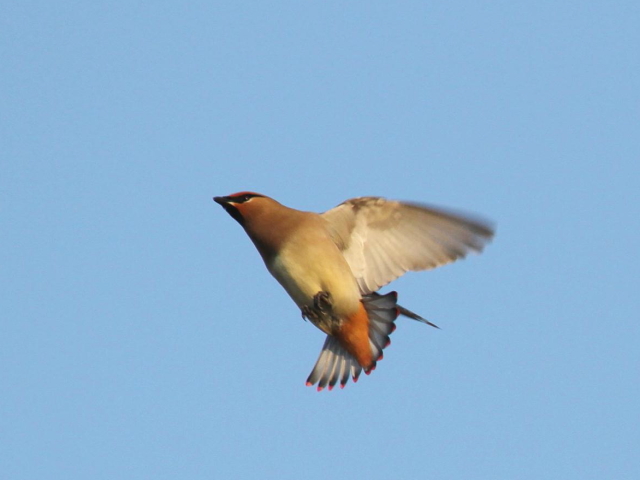⑤ ヒレンジャク　成鳥　木津川　八幡市　2013/02/03　Photo by Manda