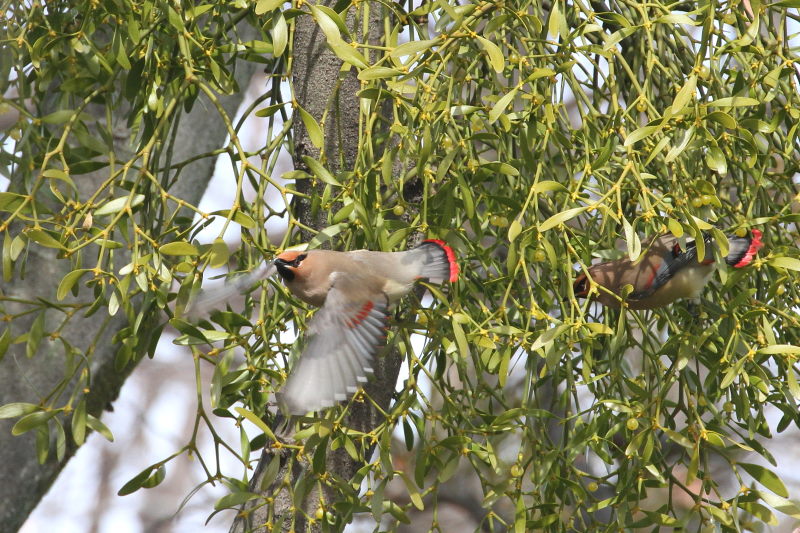 ヒレンジャク （７態-6）　中書島　伏見区　京都市　2015/02/07　Photo by Manda
