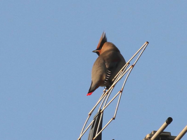 ⑥ ヒレンジャク　成鳥　木津川　八幡市　2013/02/03　Photo by Manda