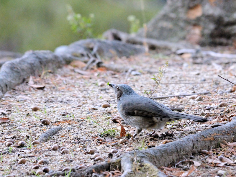 ヒヨドリ　成鳥　鶴見緑地公園　大阪市　2018/01/07　Photo by Kohyuh