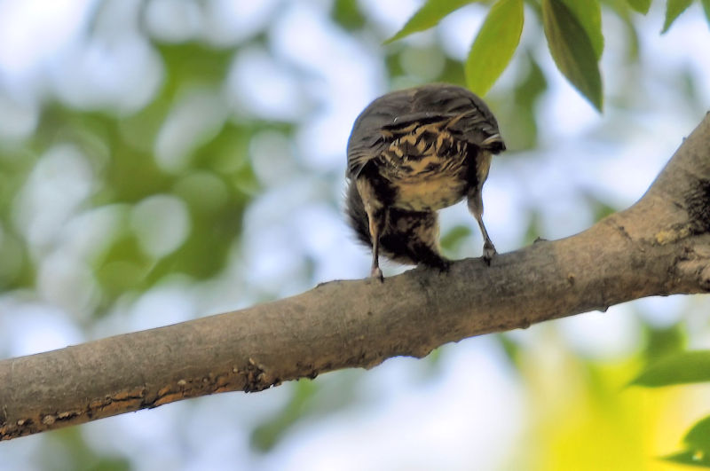 かわきた運動公園　八幡市　2020/06/04 Photo by Kohyuh