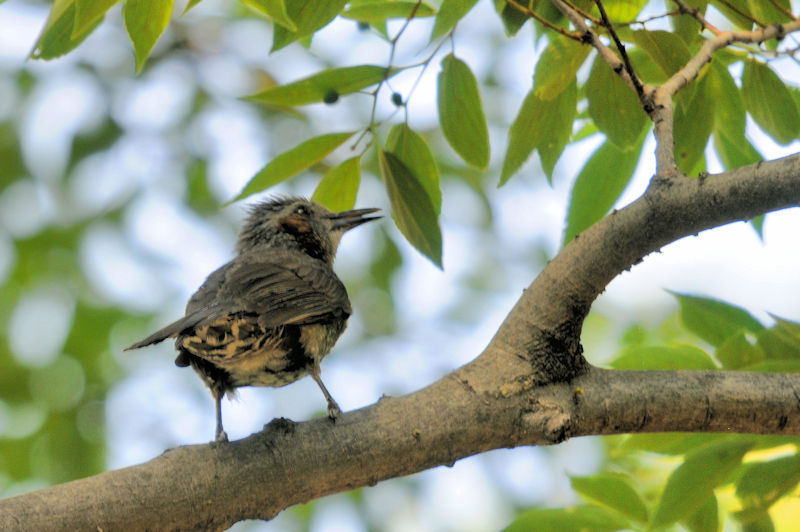 かわきた運動公園　八幡市　2020/06/04 Photo by Kohyuh