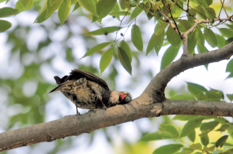 かわきた運動公園　八幡市　2020/06/04 Photo by Kohyuh