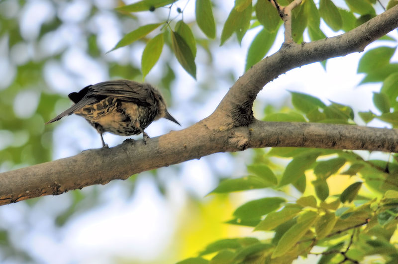 かわきた運動公園　八幡市　2020/06/04 Photo by Kohyuh