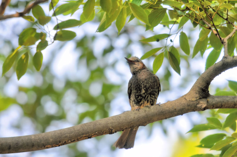 かわきた運動公園　八幡市　2020/06/04 Photo by Kohyuh
