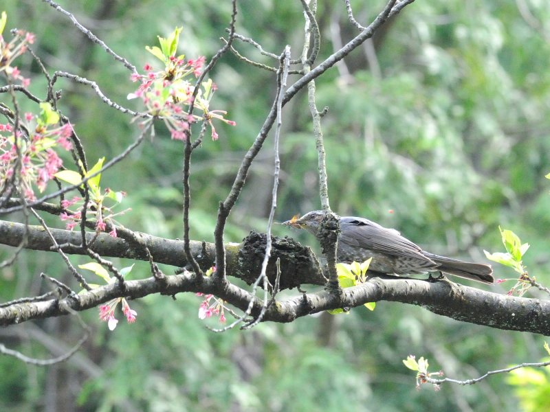 男山の鳥たち　ヒヨドリ　男山　八幡市　2015/04/16　Photo by Kohyuh