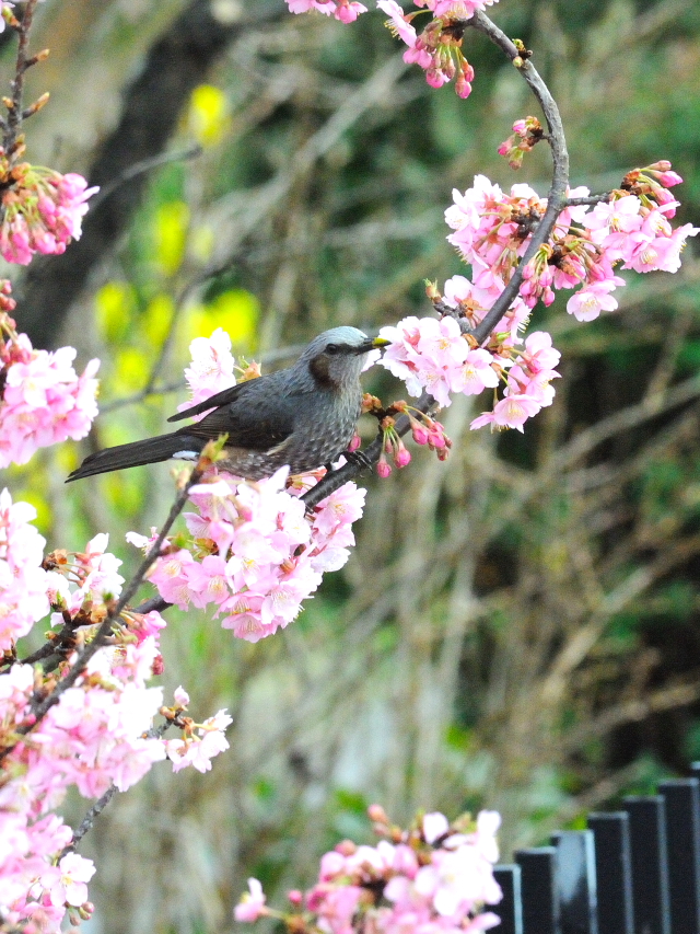河津桜とヒヨドリ （３態-1）　淀緑地公園　伏見区　京都市　2016/03/05　Photo by Kohyuh