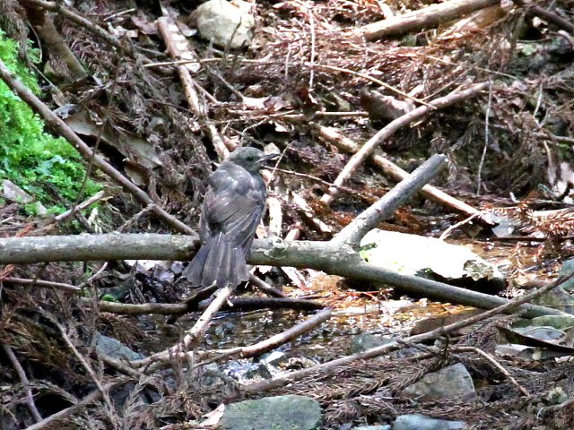 ヒヨドリ　幼鳥　箕面市　箕面　2014/06/20　Photo by Manda　（写真提供：　萬田）