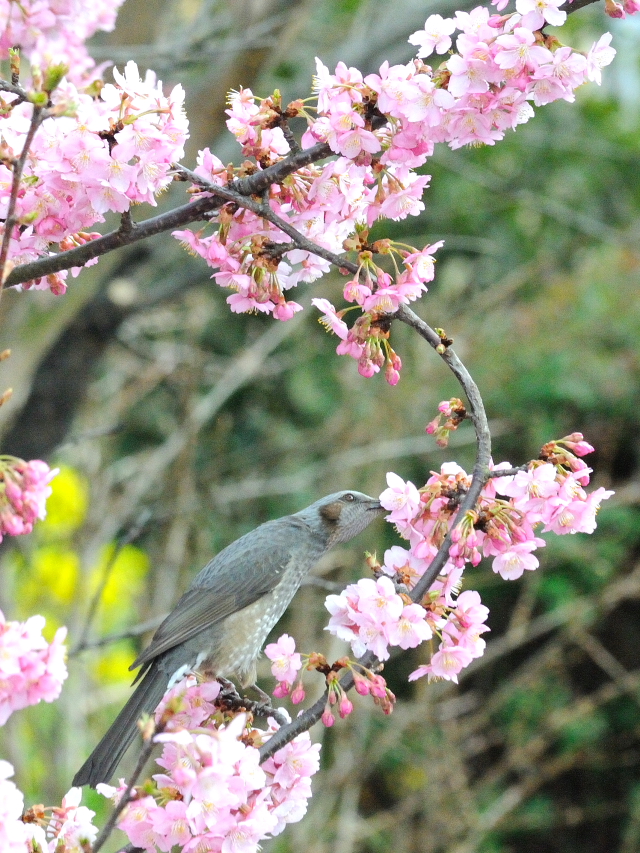 河津桜とヒヨドリ （３態-2）　淀緑地公園　伏見区　京都市　2016/03/05　Photo by Kohyuh