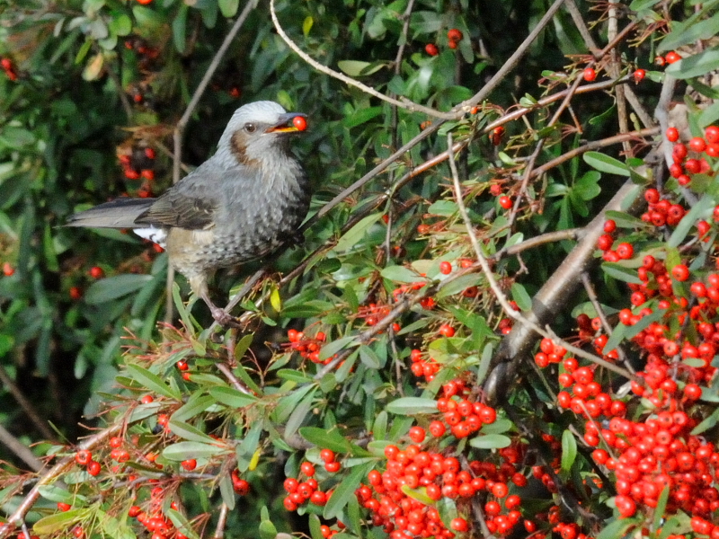 ヒヨドリ　成鳥　鶴見緑地公園　大阪市　2017/01/07　Photo by Kohyuh