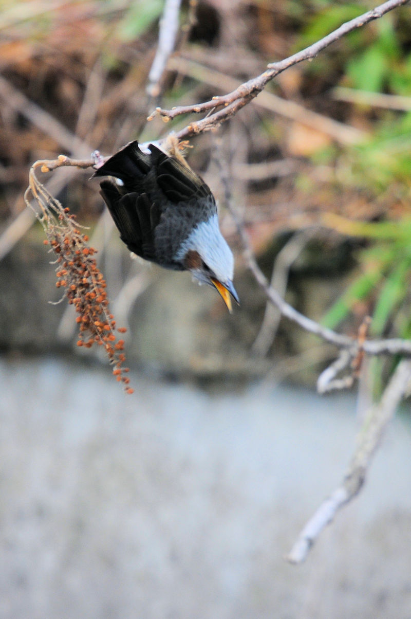 ヒヨドリ　大谷川　八幡市　2021/02/02　Photo by Kohyuh