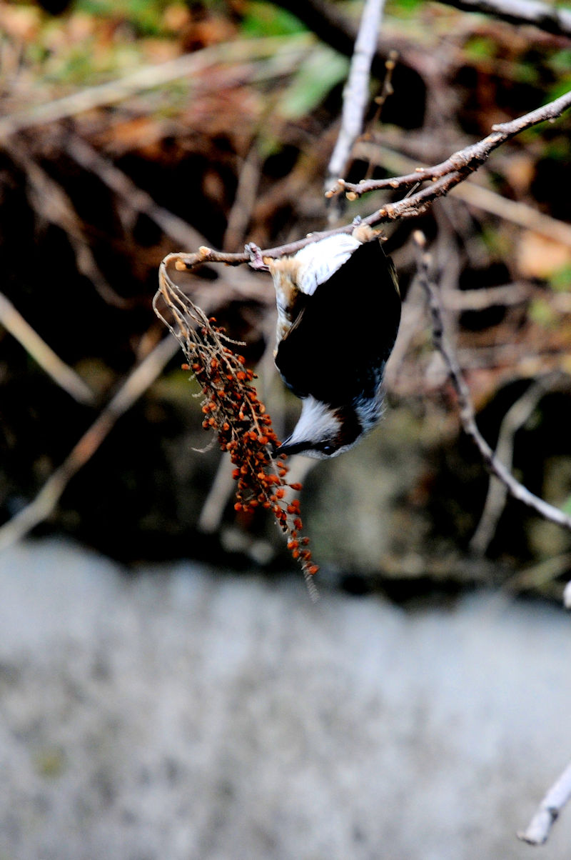 ヒヨドリ　大谷川　八幡市　2021/02/02　Photo by Kohyuh