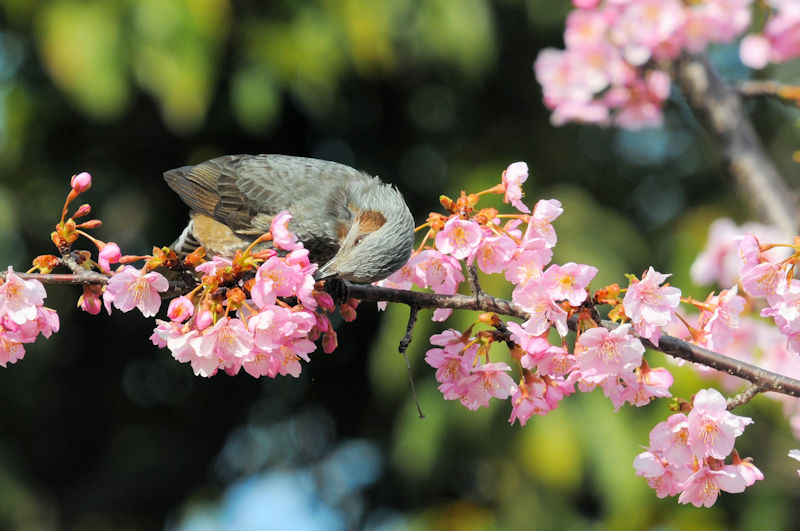 ヒヨドリ　花博記念公園鶴見緑地　大阪市　2021/02/25　Photo by Kohyuh