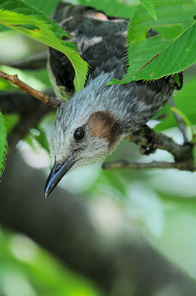 ヒヨドリ　大谷川　八幡市　2022/05/27　Photo by Kohyuh