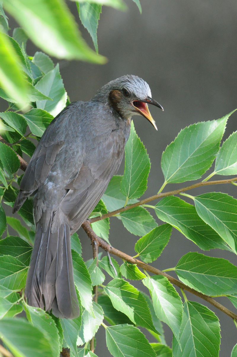ヒヨドリ（幼鳥）　大谷川　八幡市　2022/06/26　Photo by Kohyuh