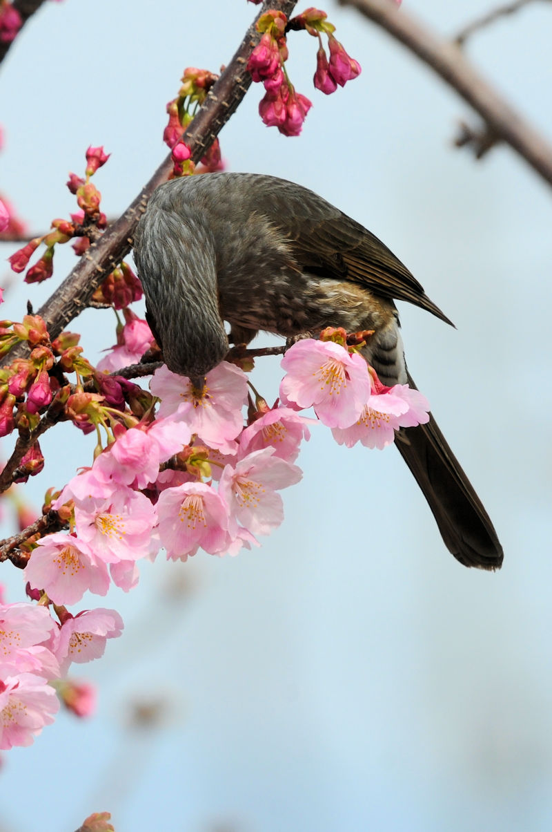 河津桜とヒヨドリ　淀緑地公園　伏見区　京都市　2023/03/17　Photo by Kohyuh