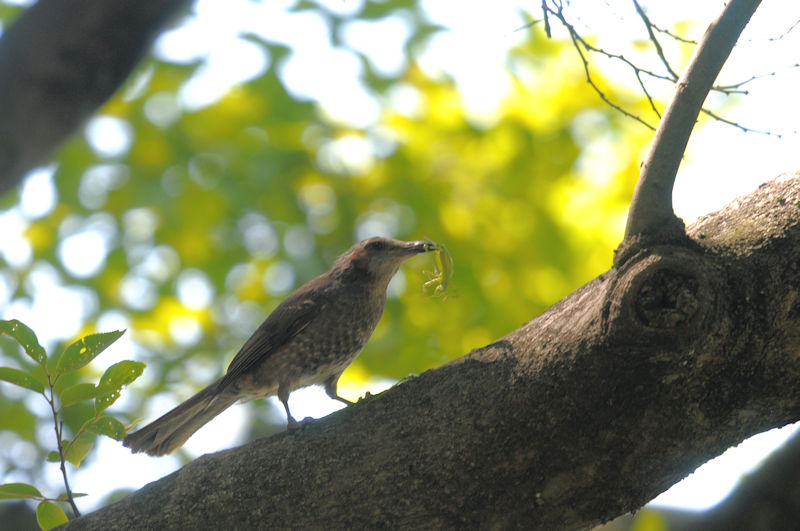  ヒヨドリ 若鳥　かわきた自然運動公園　八幡市　2020/06/08　Photo by Kohyuh