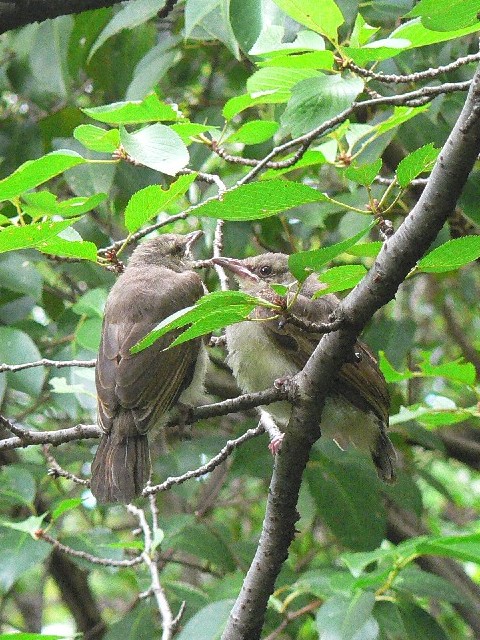 ② ヒヨドリ　幼鳥　八幡市　さくら公園　2007/07/15　Photo by Takase