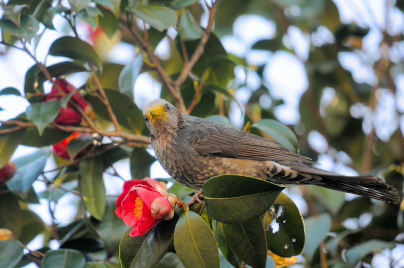 ツバキとヒヨドリ　男山　八幡市　2021/03/11　Photo by Kohyuh