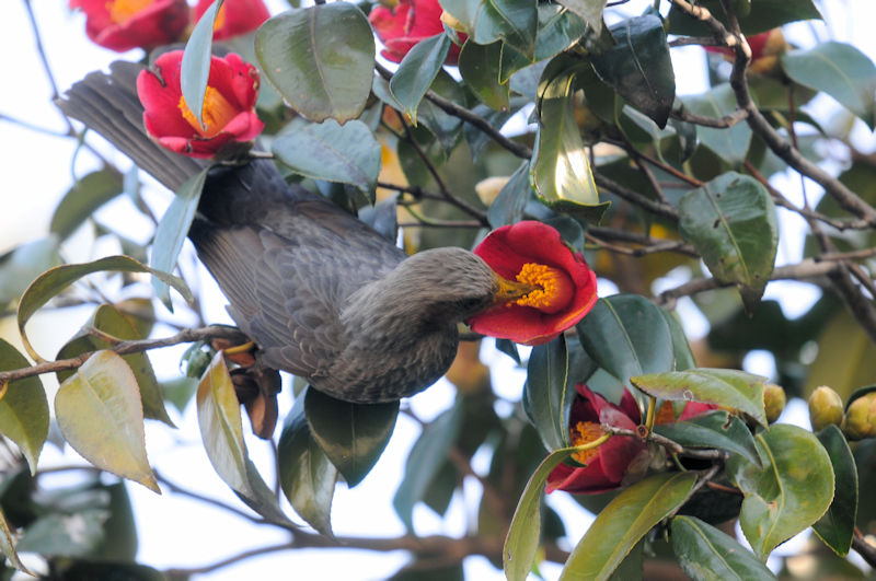 ツバキとヒヨドリ　男山　八幡市　2021/03/11　Photo by Kohyuh