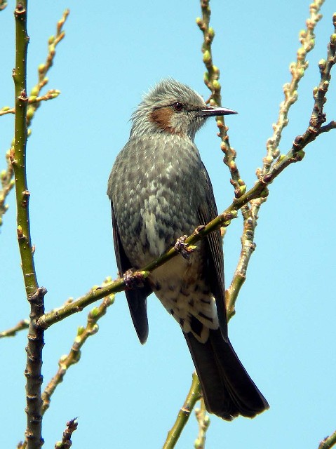 ① ヒヨドリ　成鳥　枚方市　牧野　2006/03/05　Photo by Takayama