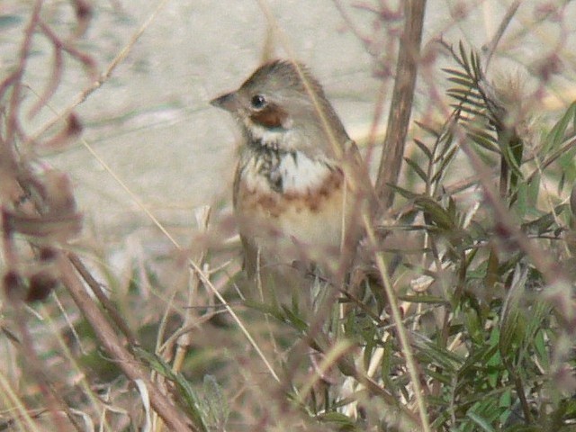 B zIAJ @썶݁@s@2007/03/09@ Photo by Takase
