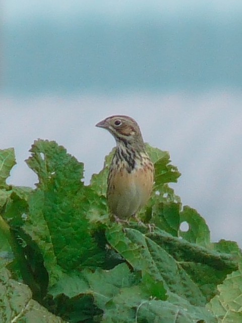 C zIAJ @J@s@2009/01/19@ Photo by Takase