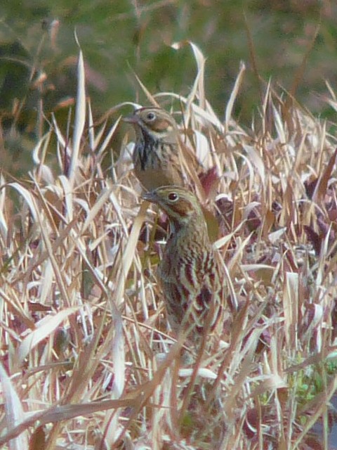 D zIAJ @J@s@2009/01/19@ Photo by Takase