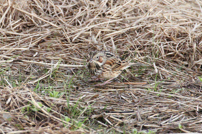 ホオアカ （３態-1）　平城京旧跡　奈良市　2015/03/05　Photo by Manda