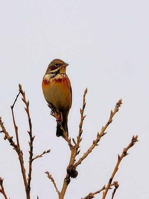 ① ホオアカ 成鳥　阿蘇　大分県　2012/04/10　Photo by Kohyuh