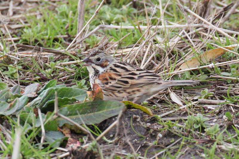 ホオアカ （３態-2）　平城京旧跡　奈良市　2015/03/05　Photo by Manda