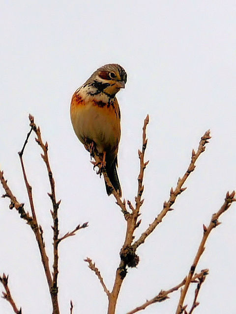 ② ホオアカ 成鳥　阿蘇　大分県　2012/04/10　Photo by Kohyuh
