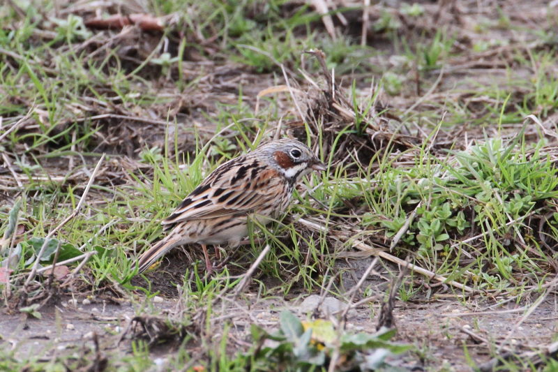 ホオアカ （３態-3）　平城京旧跡　奈良市　2015/03/05　Photo by Manda