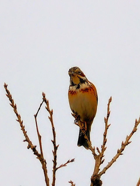 ③ ホオアカ 成鳥　阿蘇　大分県　2012/04/10　Photo by Kohyuh