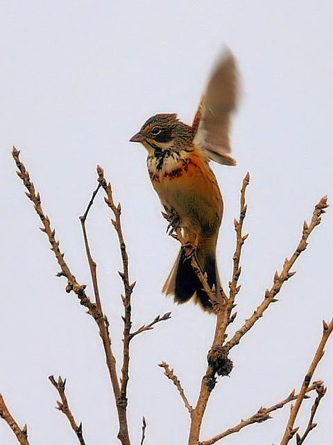 ④ ホオアカ 成鳥　阿蘇　大分県　2012/04/10　Photo by Kohyuh