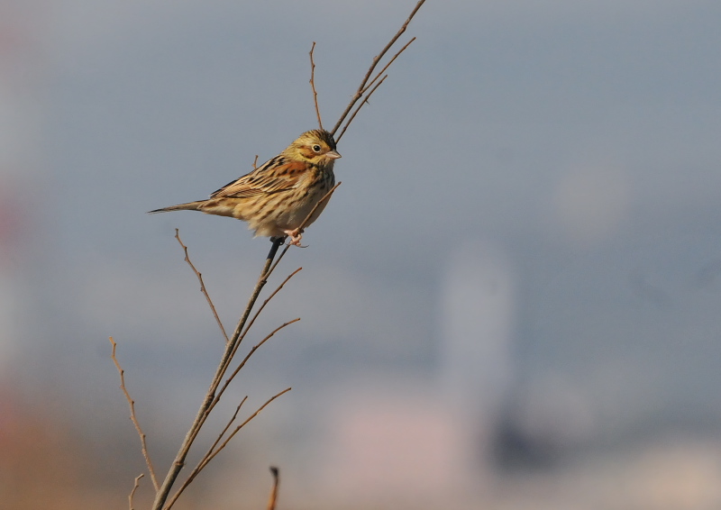 ホオアカ　淀川左岸　枚方市　2016/01/27　Photo by Takase