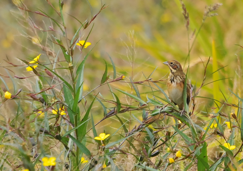 ホオアカ（２態-2）　今日の鳥　10月21日　内里　八幡市　2016/10/21　Photo by Takase