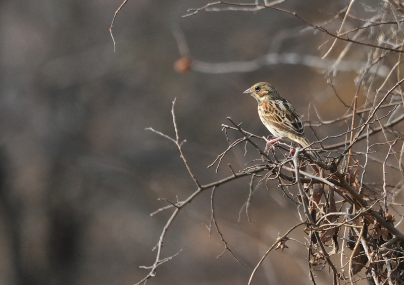 ホオアカ　淀川左岸　枚方市　2016/02/15　Photo by Takase
