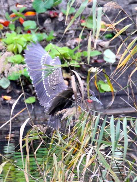 (12) SCTM@@s@@2013/11/20@Photo by Manda